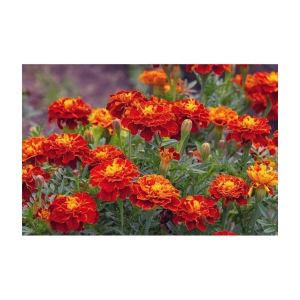 homeagro - Marigold Flower ( 50 Seeds )