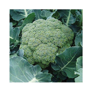 Broccoli Seeds, Non-GMO Broccoli Vegetable Gardening Seeds Pack of 50 Seeds + Instruction Manual