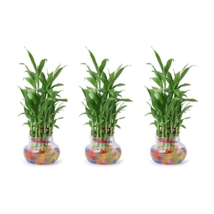 Green plant indoor - Green Wild Artificial Flowers With Pot ( Pack of 3 )