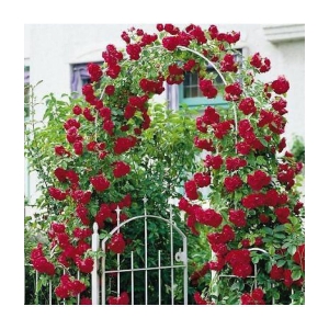 Azalea Gardens Red Climbing Rose/Wall Hanging Rose Seeds - 20 Seed/Pack + Instruction Manual