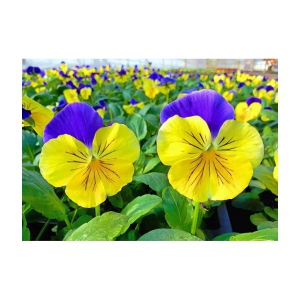 CLASSIC GREEN EARTH - Pansy Flower ( 60 Seeds )