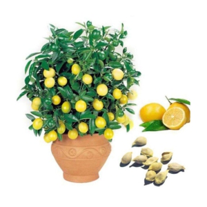 Lemon Tree Seeds Fruit Seed Home Garden Indoor Outdoor Dwarf Plant 10 Seeds