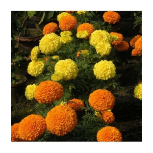Flower Marigold MIX Seeds Pack Of 50 Seeds