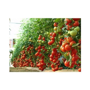 Hybrid Indian Tomato 100 Seeds Pack