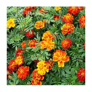 homeagro - Marigold Flower ( 50 Seeds )