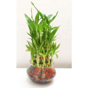 Green plant indoor - Green Wild Artificial Flowers With Pot ( Pack of 1 )