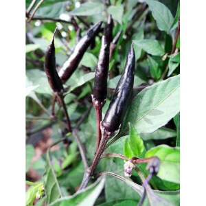 Hybrid LONG BLACK CHILLI  vegetable  30 seeds pack with user manual