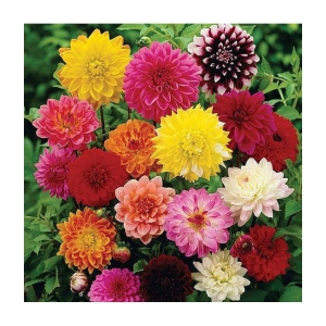 Mix type  Dahlia flower 100 seeds pack with free Free cocopeat  and user manual for your garden