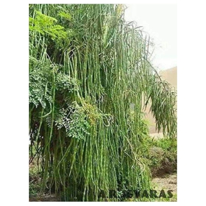 Organic Moringa Drumstick Seeds (Saijan ki Phalli, Saragavo) | pack of 30 seeds