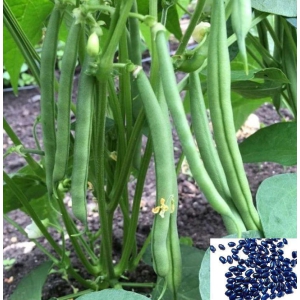 homeagro - French Bean Vegetable ( 50 Seeds )