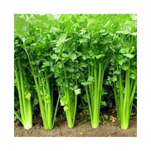 R-DRoz Coriander (Dhaniya) Best Quality Seeds - Pack of 100 Premium Seeds