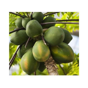 Sweet Red Papaya Pack 50 seeds  + Instruction Manual