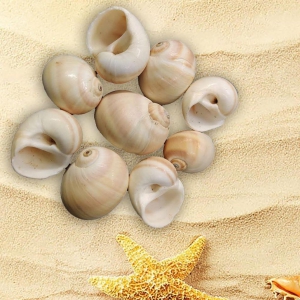 Shell