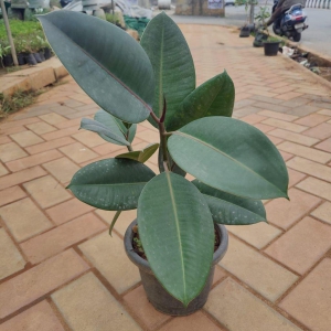 Rubber Green in 8 Inch Plastic Pot