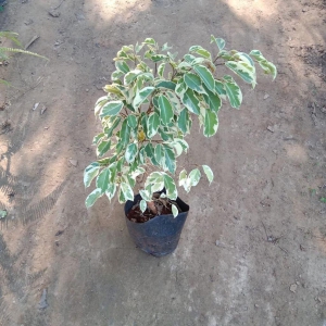 Ficus Star Light in 7 Inch Nursery Bag