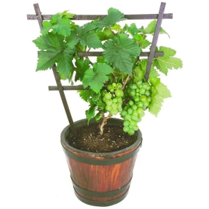 Organic Grape Fruit Bonsai Suitable Tree Seeds | Pack of 20 seeds