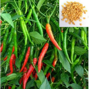 homeagro - Chilli Vegetable ( 50 Seeds )