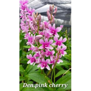 Dendrobium Pink Cherry