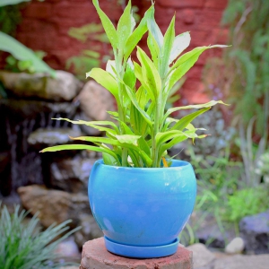 pastel-apple-ceramic-pot-with-tray-turquoise-blue