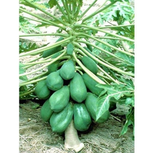 homeagro - Papaya Fruit ( 50 Seeds )