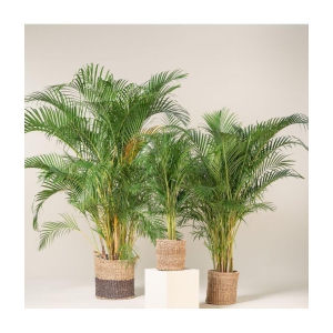 Areca Palm Seeds ( 5 seeds ) - Indoor & Outdoor Plant- Best Household Plant,Garden & Ornamental Plant Seeds