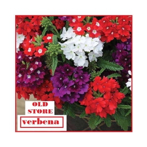 VERBENA FLOWER MIX VARIETY 30 SEEDS WITH FREE COCOPEAT COMBO PACK WITH USER MANAUL FOR HOME GARDENING USE