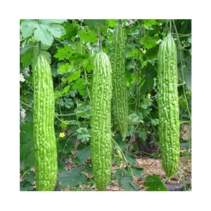 Recron 15 Seeds of High Yield Bitter Gourd Pali F1 Hybrid Green Long for Terrace Balcony Kitchen Poly House Gardening