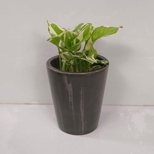 Marble Money Plant in 5 Inch Classy Glass Ceramic Pot (any colour)