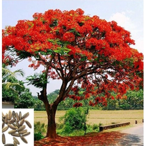 GULMOHAR PREMIUM FLOWER PLANT 10 SEEDS PACK WITH M