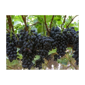 homeagro - Black Grape Fruit ( 20 Seeds )