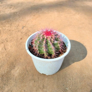 Melocactus (any colour) in 4 Inch White Plastic Pot