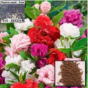 homeagro - Balsam Mixed Flower ( 25 Seeds )