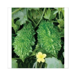 Nature Trade Bitter Gourd  Seed, F1 Hybride (20 seeds)