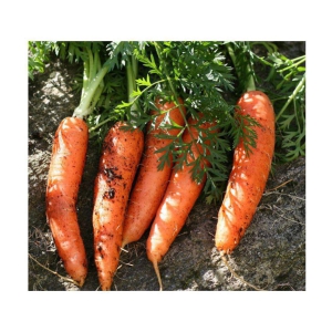 Carrot Vegetable Seeds | Pack of 100