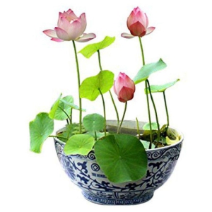 Lotus Seeds : Mix Color Aquatic Lotus Water Plant Seeds (15+ Seeds)