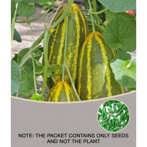 Jignisha Seeds Cucumber Vegetable ( 30 Seeds )