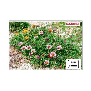 GAZANIA MIX VARIETY FLOWER PHOOL 30 SEEDS WITH FREE COCOPEAT COMBO PACK WITH USER MANAUL FOR HOME GARDENING USE