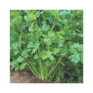 R-DRoz Coriander (Dhaniya) Quality Seeds - Pack of 100 Premium Seeds