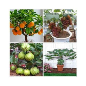 Gardens Dwarf 20 Fruit Seeds Combo (Orange, Guava, Grapes & Papaya)