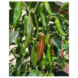 FLARE SEEDS Chilli Vegetable Plant Seeds Pack Of 100 Hybrid Seeds