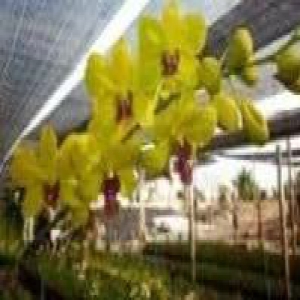 Dendrobium Sakda Gold
