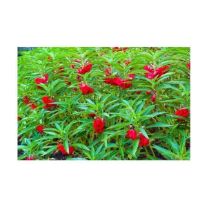 Balsam flower seeds 40 seeds