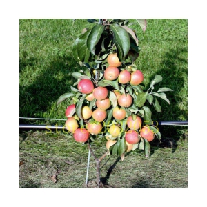 OhhSome Bonsai Suitable Fruit Seeds : Apple - King Bloom Plant For Balcony Bonsai Suitable Fruit Seeds Pack