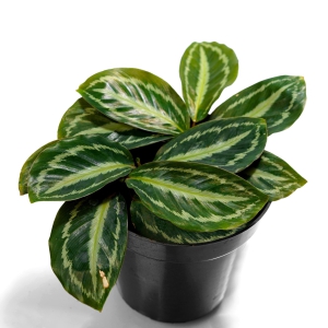 Emerald Green Calathea plant - Calathea Medallion-