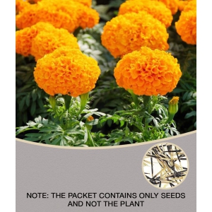 MARIGOLD DHANBASANTI FLOWER SEEDS MAROGOLD 50 Seeds