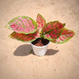 Aglaonema Anyanmanee in 5 Inch White Plastic Pot