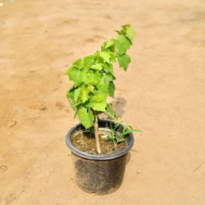 Grape Plant in 6 Inch Plastic Pot