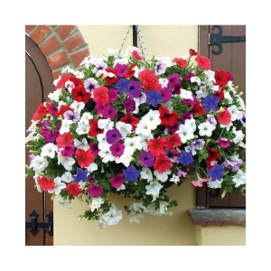 PETUNIA garden mixed flower seeds Perennial For Terrace Balcony Gardening Garden plant flower 100 seeds with cocopeat