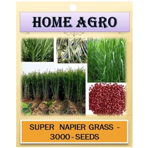 homeagro - Grass Seeds ( 3000 )