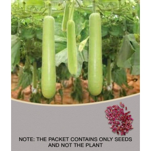 BOTTLE GOURD LONG ORGANIC F1 HYBRID SEEDS (LIVE GREEN)